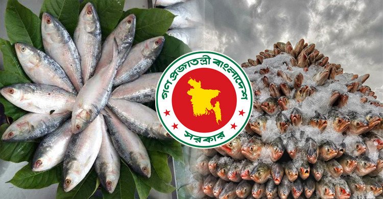 বাধ্য হয়ে ভারতকে ইলিশ দিচ্ছে সরকার ( ভিডিও)
